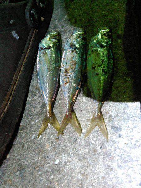 夕マヅメから夜にかけて